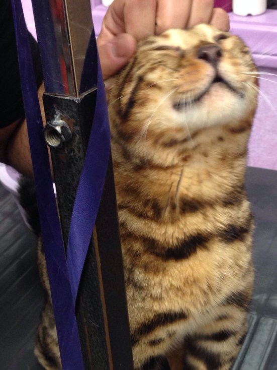 This is Benny the Begal.