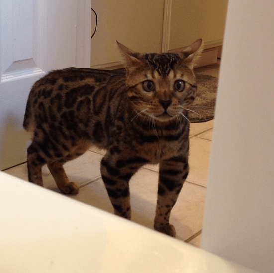 A little cross-eyed and a lot bow-legged.