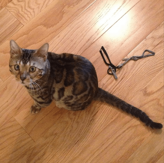 These are strips of luon. They send the headbands tied with them at my work. I brought some home for Rolo and ta-da -- his favorite toy ever. (The one next to him in this photo is all wet because he chewed half of it and I had to pull it out - blech!)